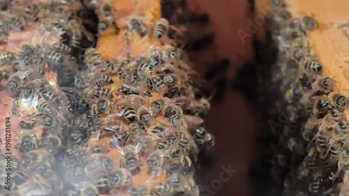 Close-up of beekeeper frames covered with honey bees and bee smoker smoke