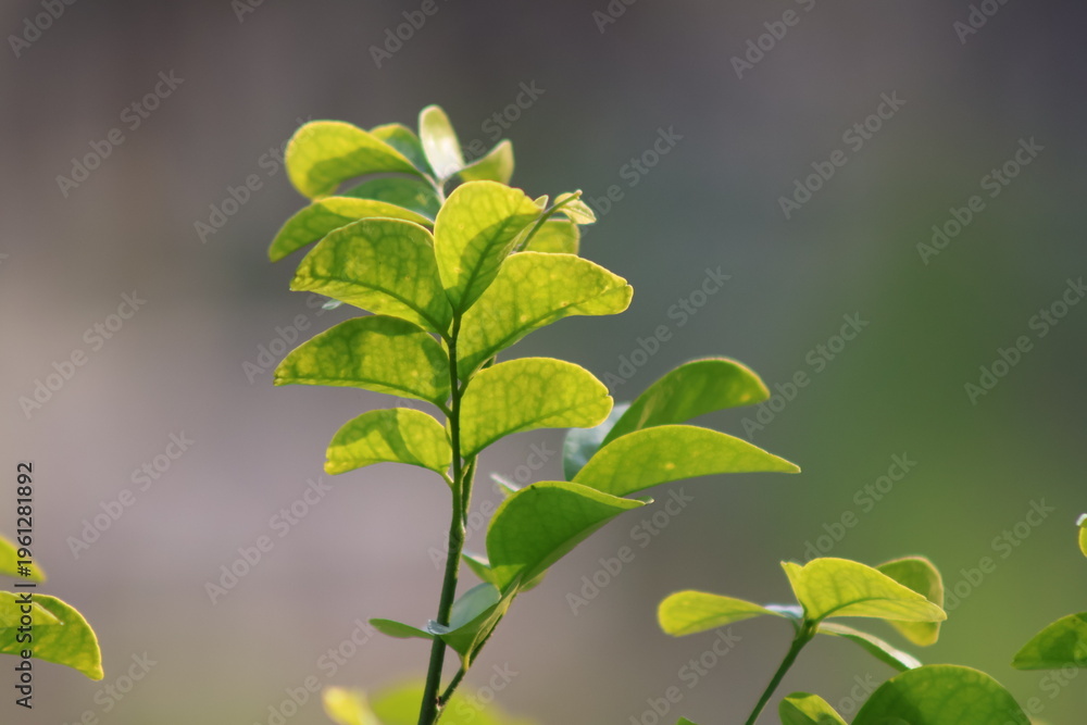 Obraz premium a fresh green plant with young leaves glowing softly in sunlight standing out against a smooth blurred background, it captures the beauty of new growth an d the calm energy of nature