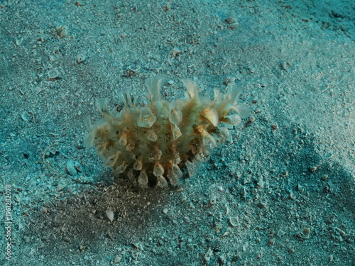 baby pina underwater mediterranean sea pinna nobilis