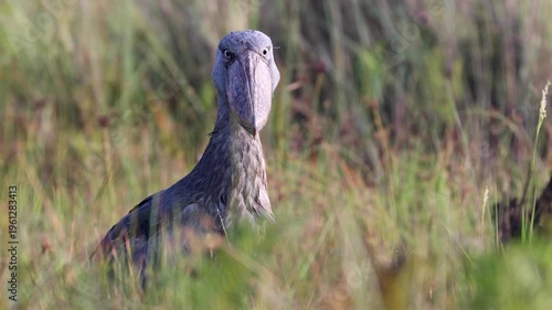 Shoebill bird at Mabamba Swamp, Victoria Lake, Uganda