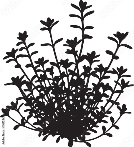 Black silhouette of a plant with multiple stems and small leaves on white background