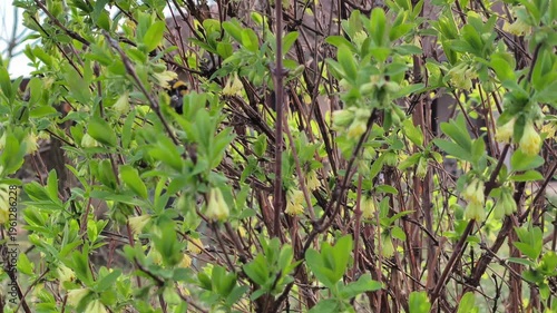 Bumblebee (Bombus) pollinating blooming Honeyberry (Lonicera caerulea) in early spring garden