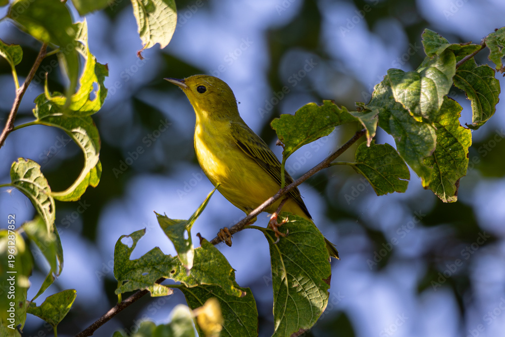 Obraz premium Yellow Warbler Perched On Tree Branch
