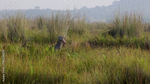 Shoebill bird at Mabamba Swamp, Victoria Lake, Uganda