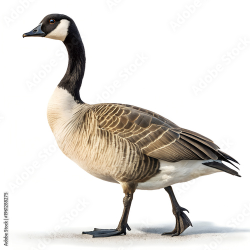 Canada Goose Standing Isolated on White Background