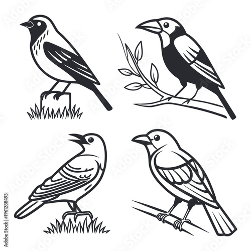 Four different bird illustrations in black and white