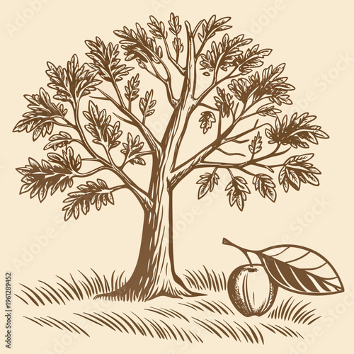 A tree with a walnut on the ground