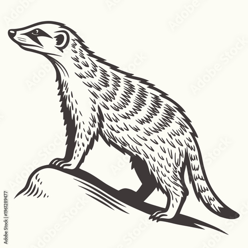 A black and white drawing of a standing ferret