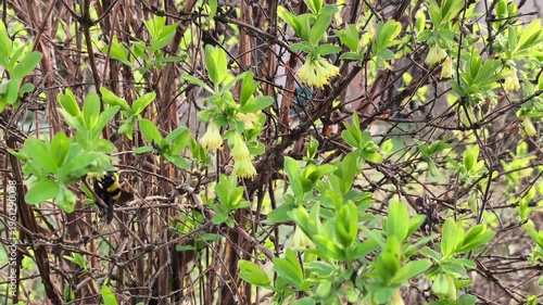 Bumblebee (Bombus) pollinating blooming Honeyberry (Lonicera caerulea) in early spring garden