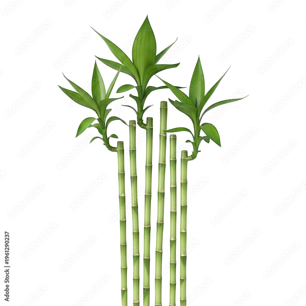 Fototapeta premium Young bamboo shoots growing upward in clear stems isolated on a transparent background