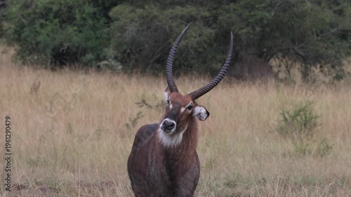 Male waterbuck in savannah of Lake Mburo National Park, Uganda