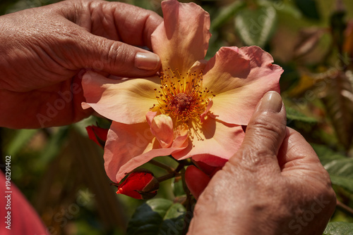 Foto Mano de mujer que coge una flor en el verano mediterráneo