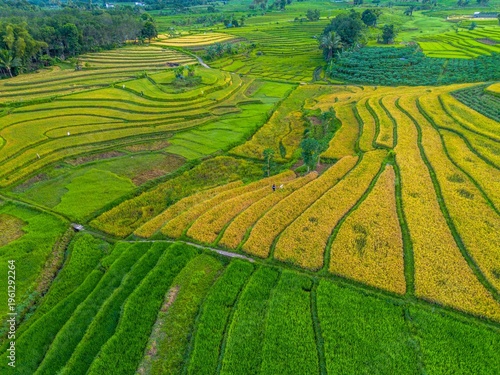 Beautiful morning view in Indonesia, panoramic landscape of rice fields with mountain ranges and clear sky