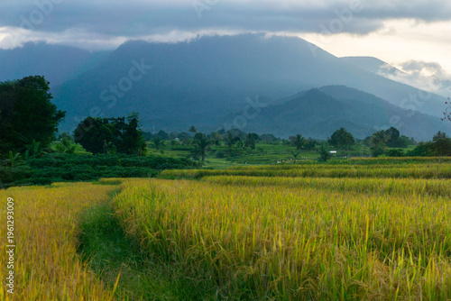 Beautiful morning view in Indonesia, panoramic landscape of rice fields with mountain ranges and clear sky