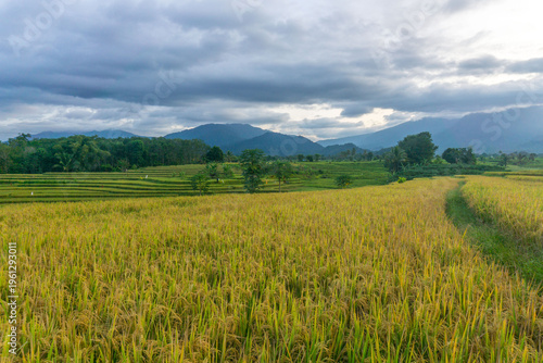 Beautiful morning view in Indonesia, panoramic landscape of rice fields with mountain ranges and clear sky
