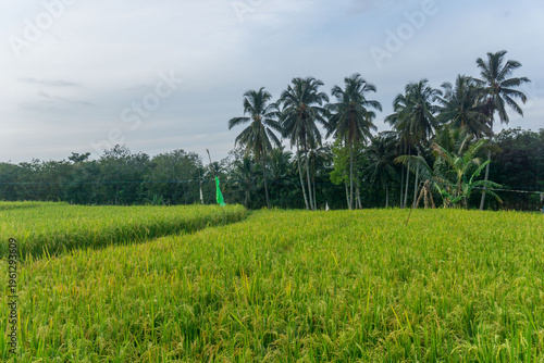 Beautiful morning view in Indonesia, panoramic landscape of rice fields with mountain ranges and clear sky