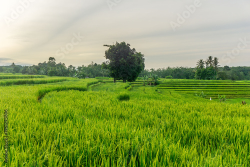 Beautiful morning view in Indonesia, panoramic landscape of rice fields with mountain ranges and clear sky