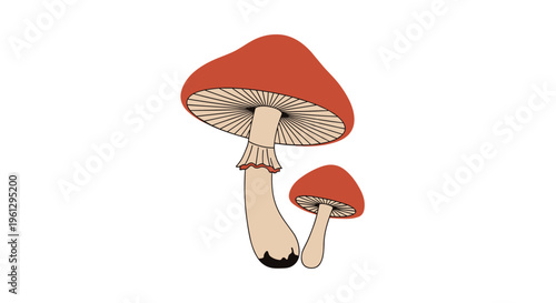 Naturalistic illustration of two red mushrooms with brown gills and stems of different sizes isolated on a plain white background.