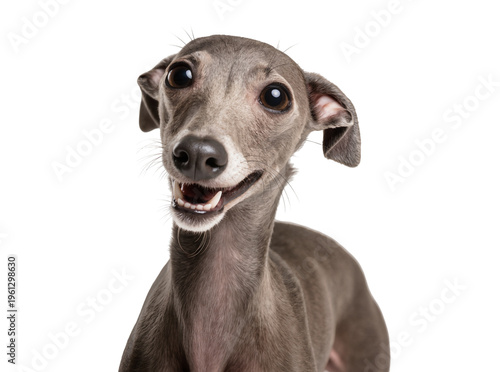 Photography Isolated cute smiling happy Italian Greyhound looking directly at camera with ex