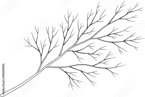 Black and white bare tree branch on white background single branch