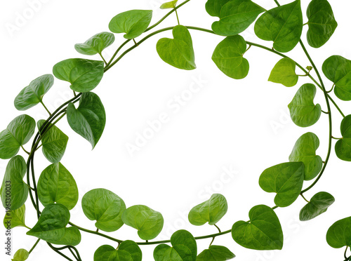 Isolated lush green vine plant with heart-shaped leaves forming a decorative natural oval frame.