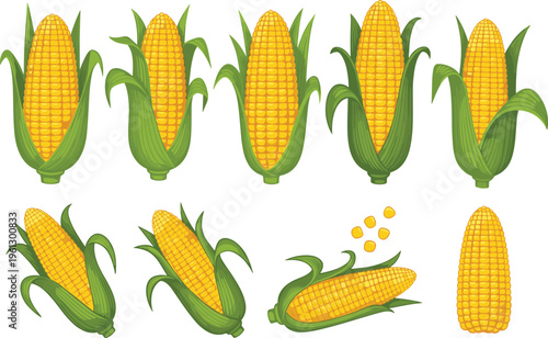 Fresh Yellow Corn on the Cob with Husk and Kernels for Agricultural, Farming, and Food Industry Illustrations