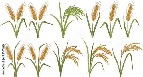 Wheat Plants with Golden Grain and Green Stalks for Agricultural, Farming, and Natural Food Illustrations