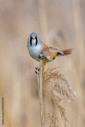 Bearded reedling / bearded tit (Panurus biarmicus) adult male perched on reed stem while foraging among seed heads in reedbed at wetland in spring