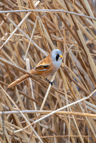 Bearded reedling / bearded tit (Panurus biarmicus) adult male perched on reed stem while foraging in reedbed at wetland in spring