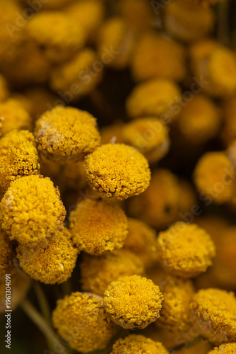 Tansy flowers macro close up yellow inflorescences