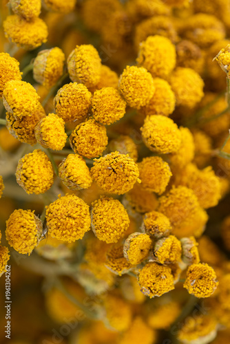 Tansy flowers macro close up yellow inflorescences
