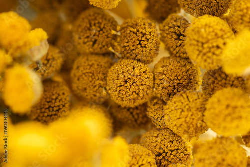 Tansy flowers macro close up yellow inflorescences