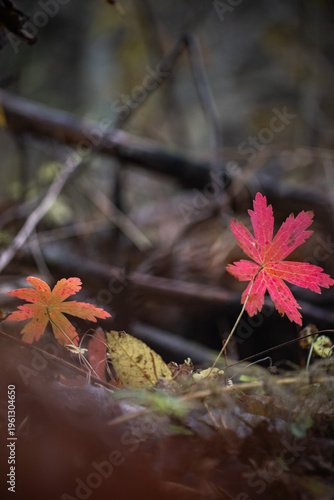 Red leaf on forest floor in autumn