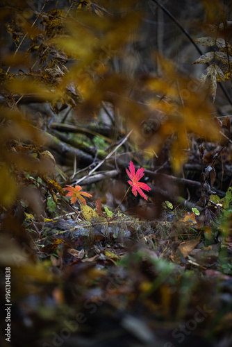 Red leaf on forest floor in autumn