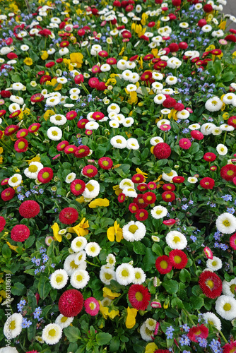 Der Frühling ist da! - bunte Frühlingspflanzen in der Gärtnerei - Spring is here! - small pot flowers in gaudy colours