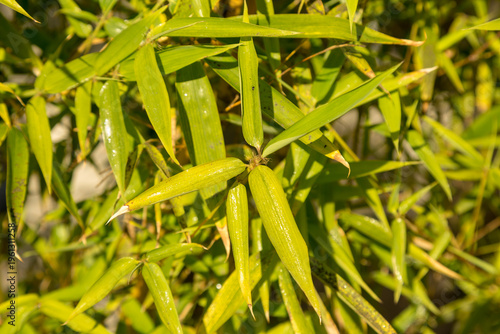 green grass texture