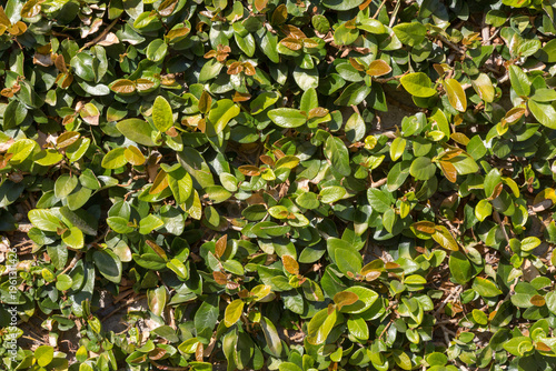 background of green leaves