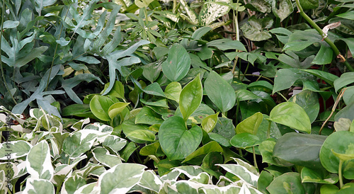 tropische Zimmerpflanzen - indoor jungle