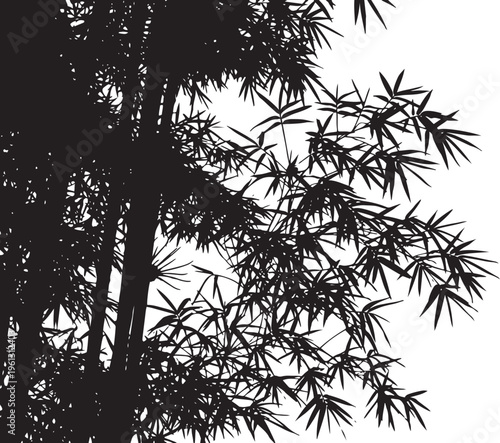 Black silhouette of bamboo stalks and leaves black and white