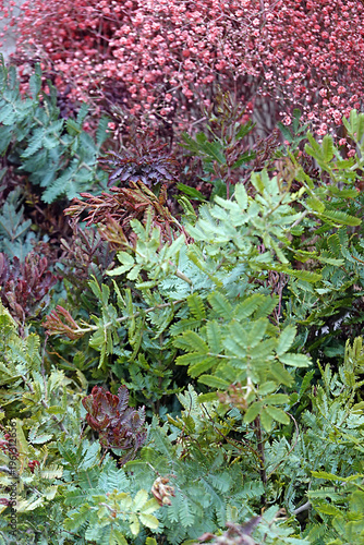 Floristik: Bindegrün und Beiwerk - floristy: foliage