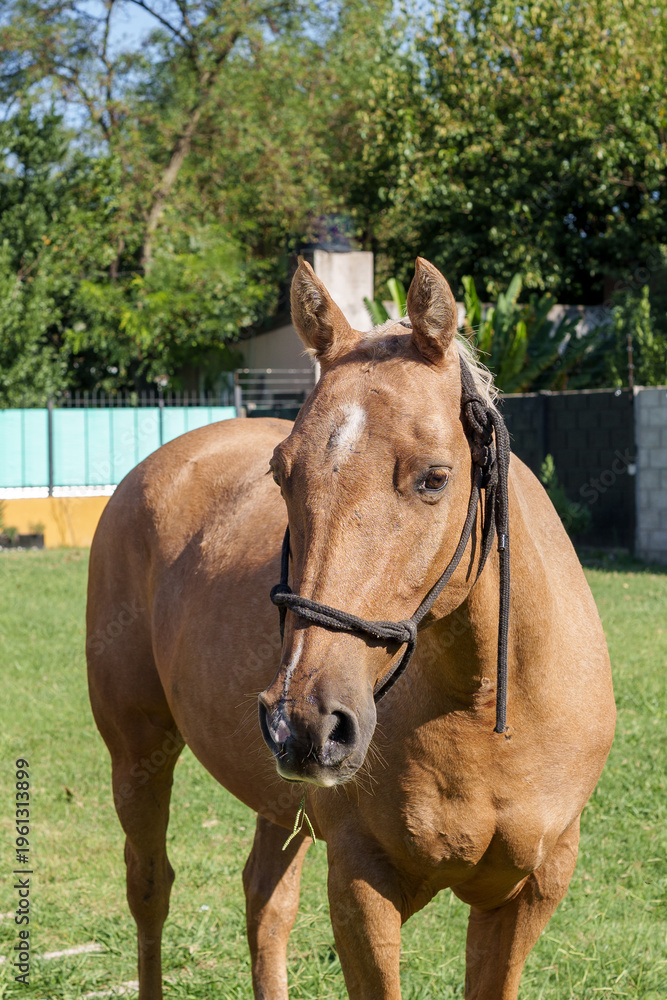 Fototapeta premium Brown horse wearing rope halter standing on grass