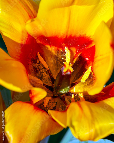 une fleur en gros plan au printemps dans un jardin de Paris en France