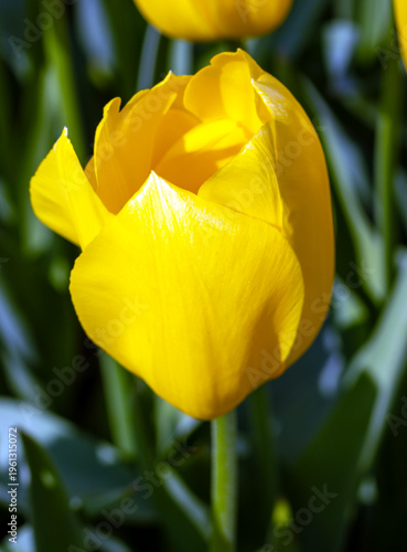 une fleur en gros plan au printemps dans un jardin de Paris en France