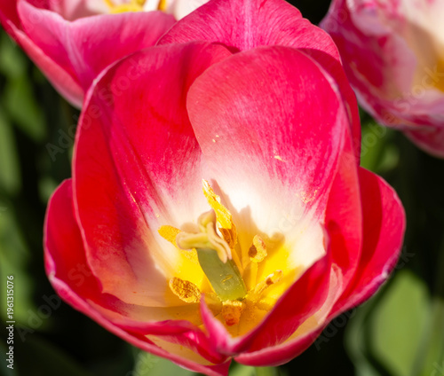 une fleur en gros plan au printemps dans un jardin de Paris en France