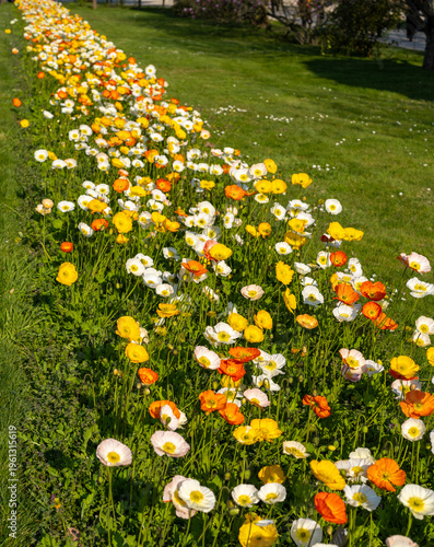Foto un parterre de fleurs au printemps dans le jardin des plantes à Paris en France