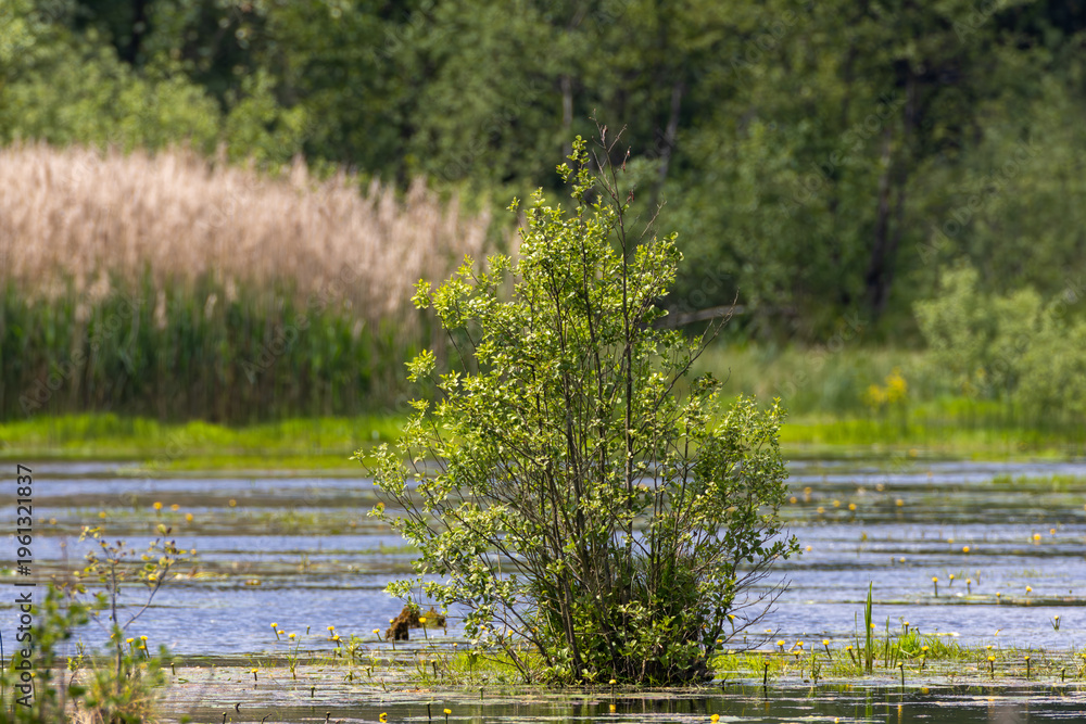 Obraz premium Lush green tree growing in tranquil wetland