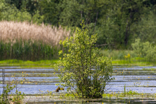 Lush green tree growing in tranquil wetland