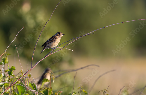 Stonechat bird perching on a delicate branch outdoors