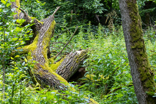Fallen mossy tree trunk decomposing in lush forest undergrowth