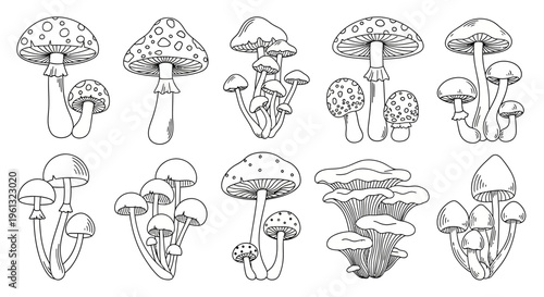 Collection of diverse mushroom illustrations shows various types found.